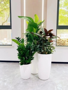 余姚绿植租摆，开启空间的绿色焕新之旅